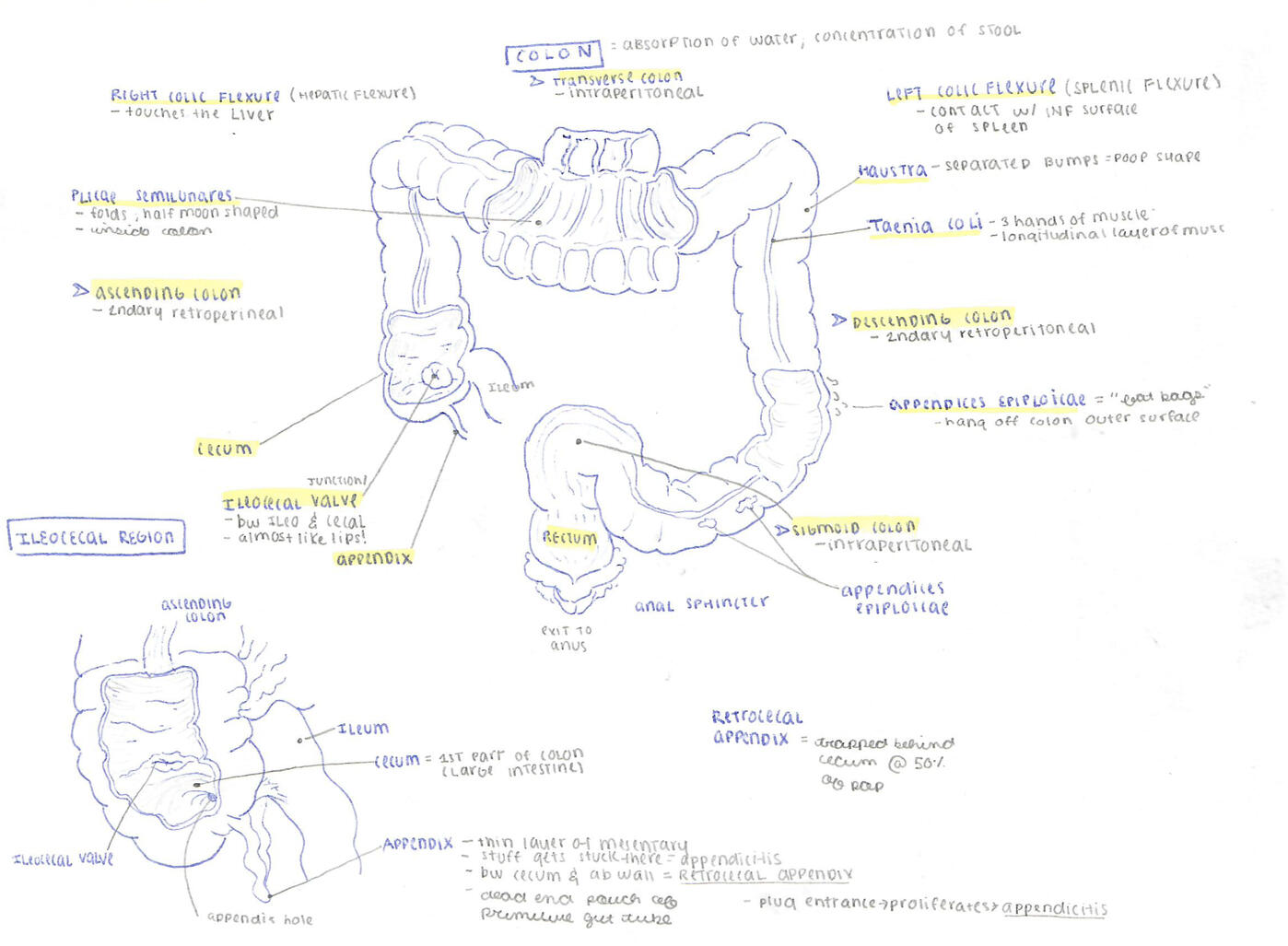 Colon Sketch &amp; Notes