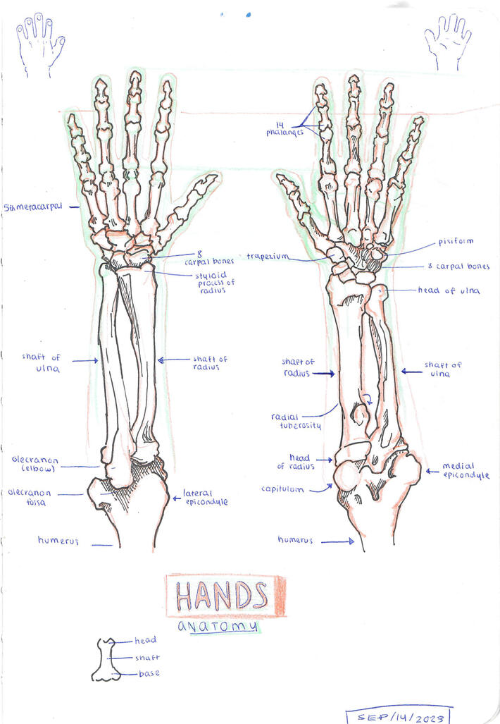 Hand/Arm Bones Study