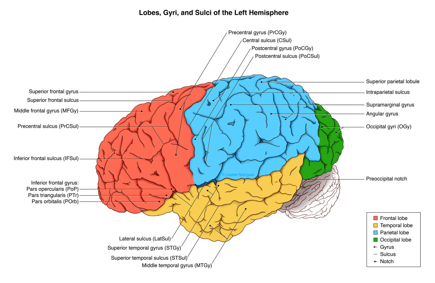 Lobes, Gyri, &amp; Sulci of the Left Hemisphere for the University of Puerto Rico's Medical Sciences Campus Anatomy Department – Procreate, Clip Studio Paint Ex