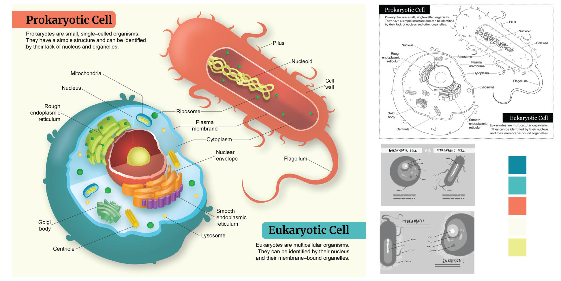 Cell Comparison – Adobe Illustrator