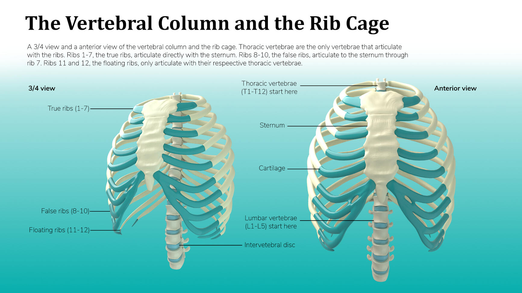 Vertebral Column and the Rib Cage – Autodesk Maya, Adobe Photoshop