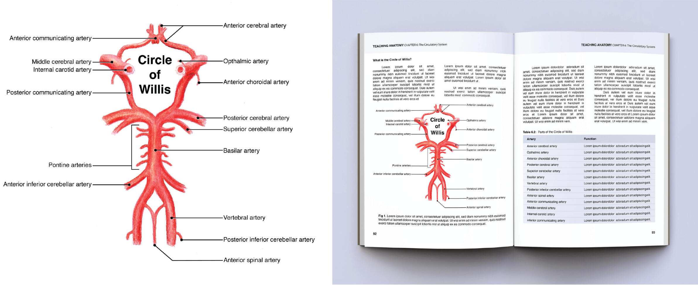 Circle of Willis – Watercolor, Adobe Photoshop, Adobe Illustrator